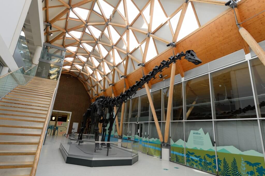 Dippy the Dinosaur at The Herbert Art Gallery and Museum. Pictures by Joe Bailey, FivesixphotographyDippy in Coventry at The Herbert Art Gallery and Museum